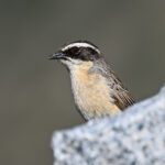 Brown Accentor (image by Paul Matson)