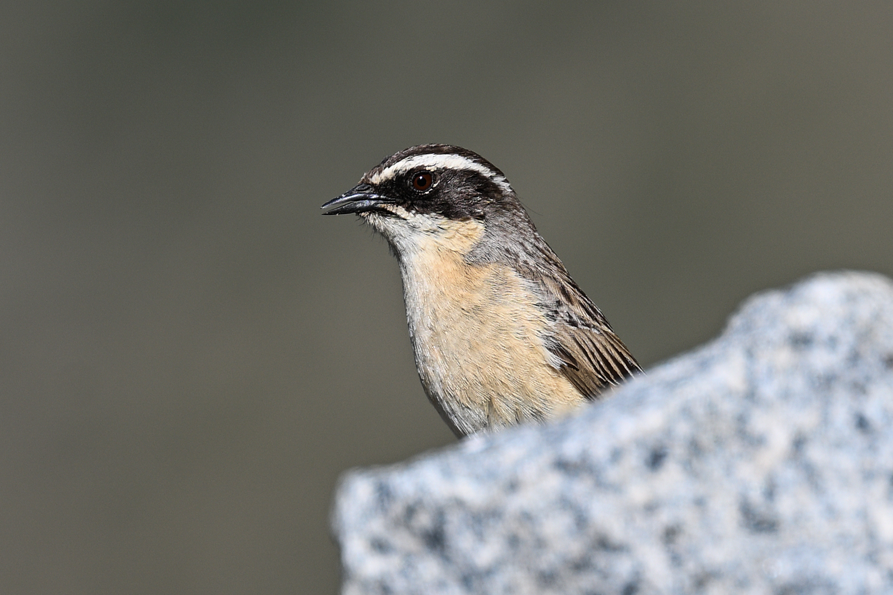Brown Accentor (image by Paul Matson)