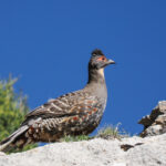 Buff-throated Monal-Partridge (image by Gary Howard)