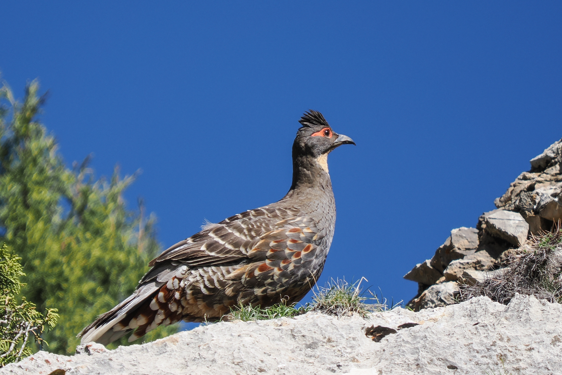 Buff-throated Monal-Partridge (image by Gary Howard)