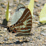 Chain Swordtail (image by Dave Farrow)