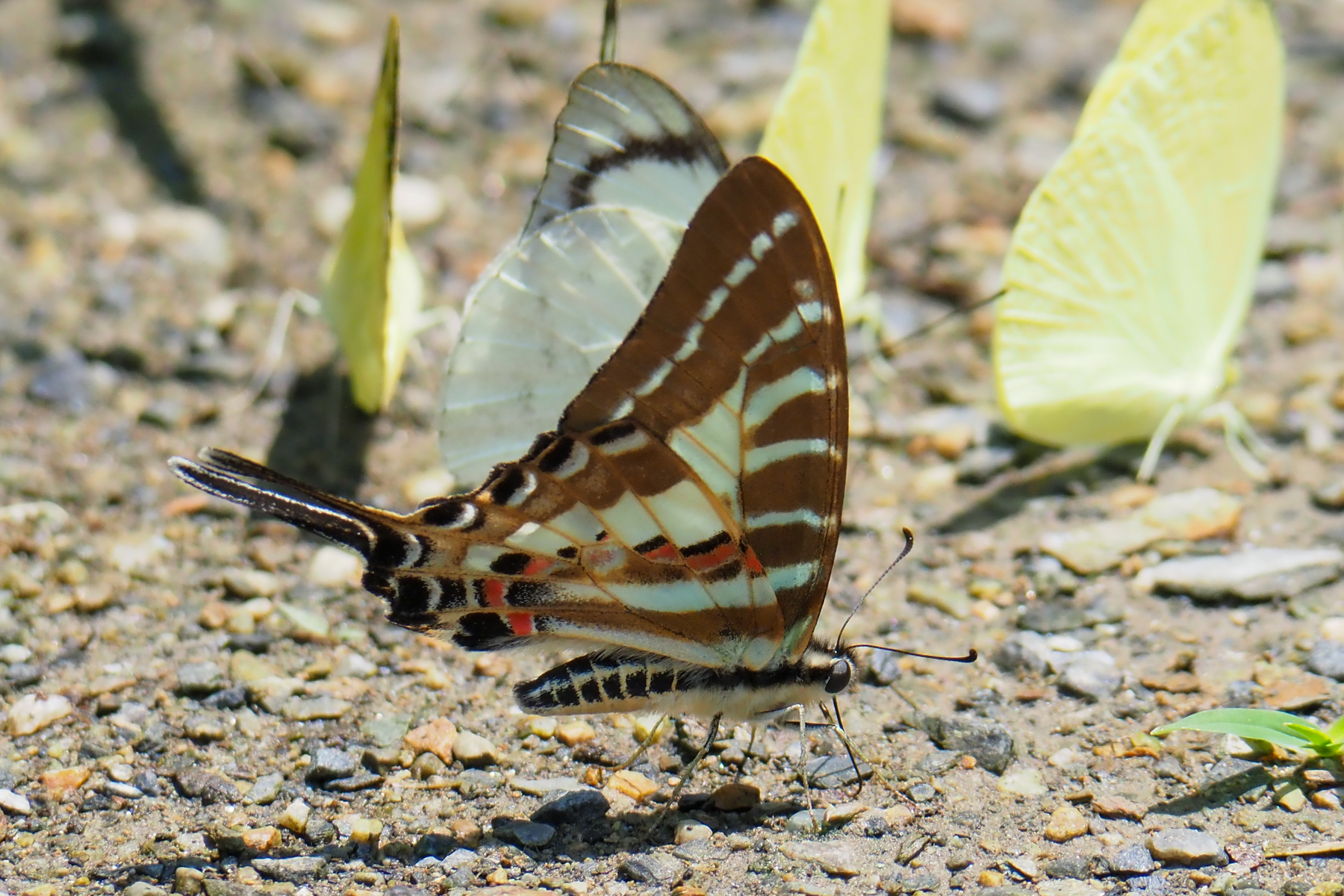 Chain Swordtail (image by Dave Farrow)