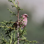 Chinese White-browed Rosefinch (image by Hannu Jännes)