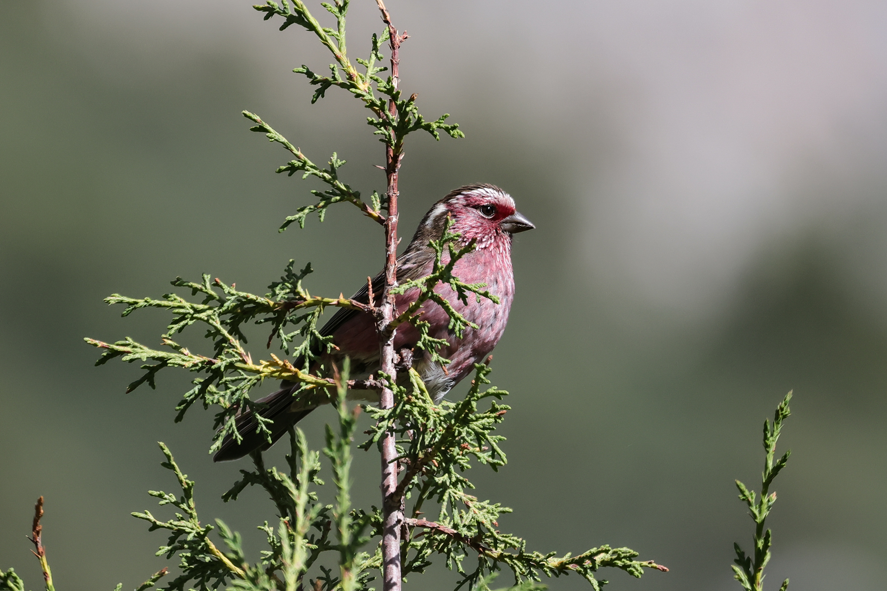 Chinese White-browed Rosefinch (image by Hannu Jännes)