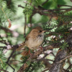 Chinese Fulvetta (image by Gary Howard)