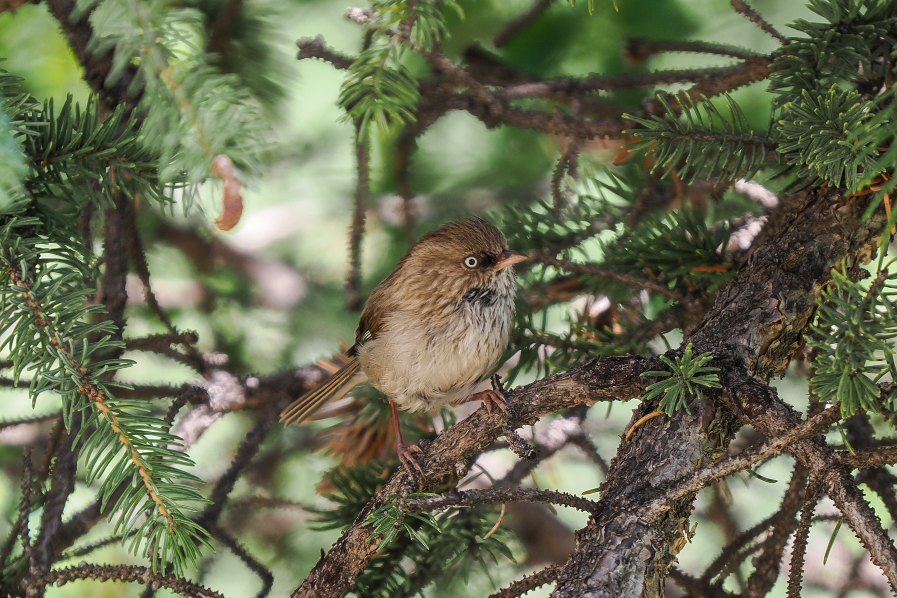 Chinese Fulvetta (image by Gary Howard)