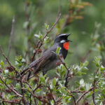 Chinese Rubythroat (image by Gary Howard)
