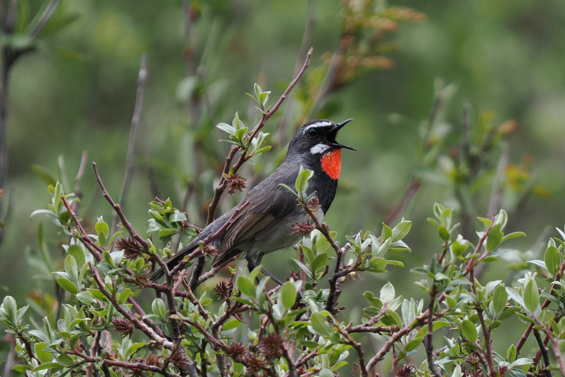 Chinese Rubythroat (image by Gary Howard)