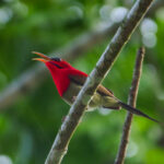 Crimson Sunbird (image by Dave Farrow)