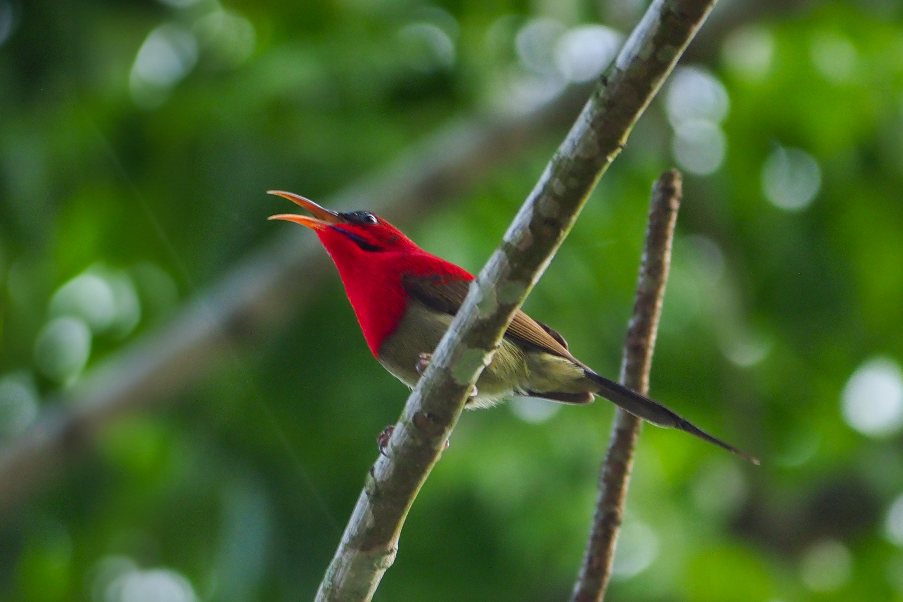 Crimson Sunbird (image by Dave Farrow)