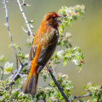 Crimson-browed Finch (image by Alec Gillespie)