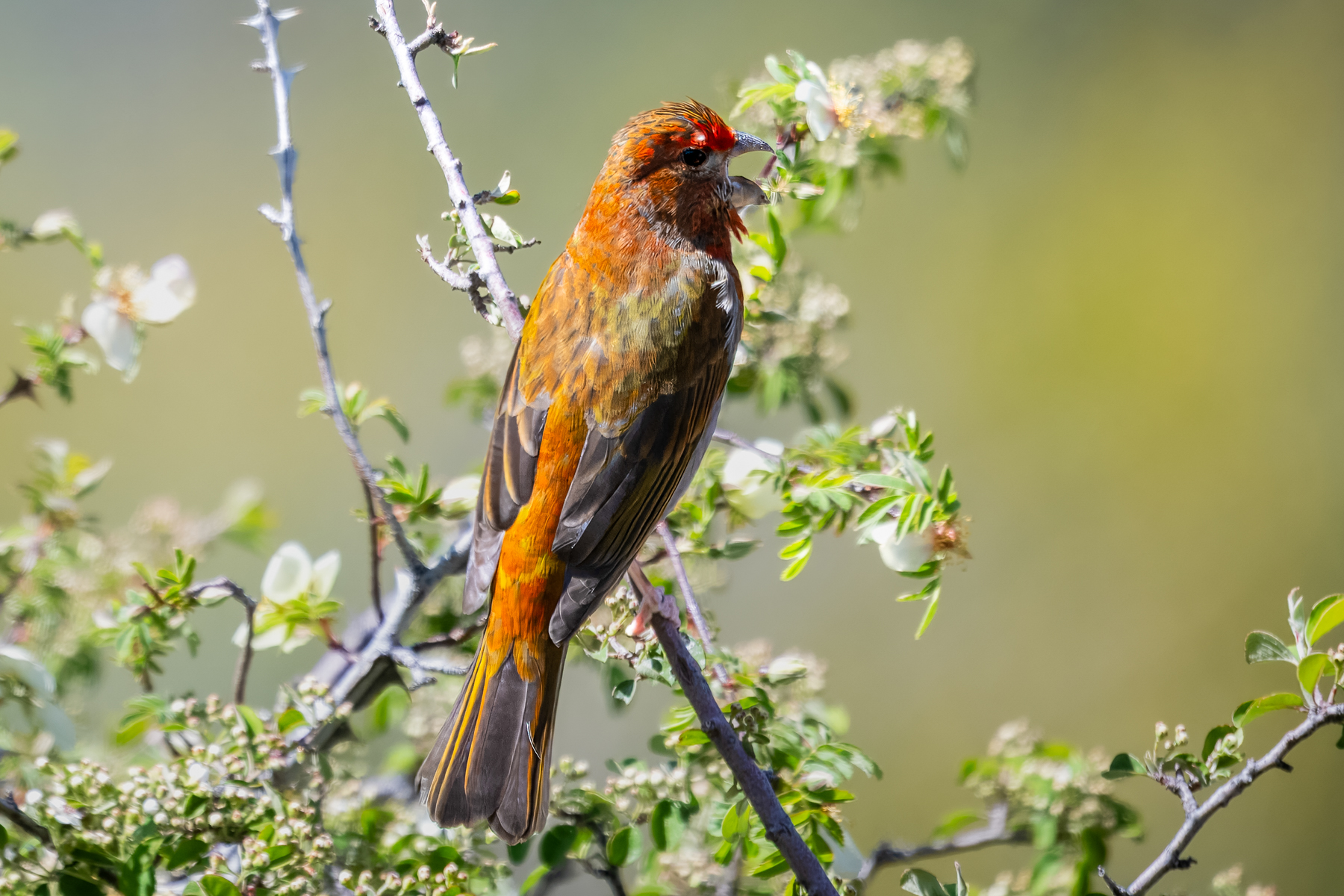 Crimson-browed Finch (image by Alec Gillespie)