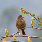 Dark-rumped Rosefinch (image by Dave Farrow)