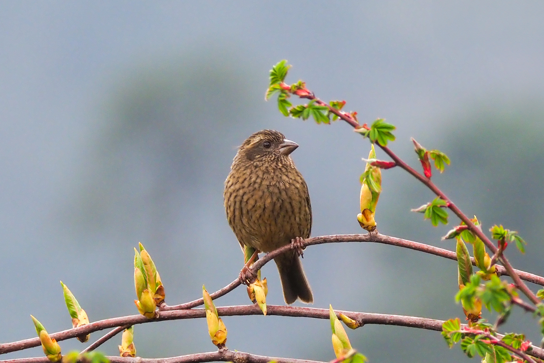 Dark-rumped Rosefinch (image by Dave Farrow)