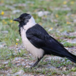 Daurian Jackdaw (image by Hannu Jännes)