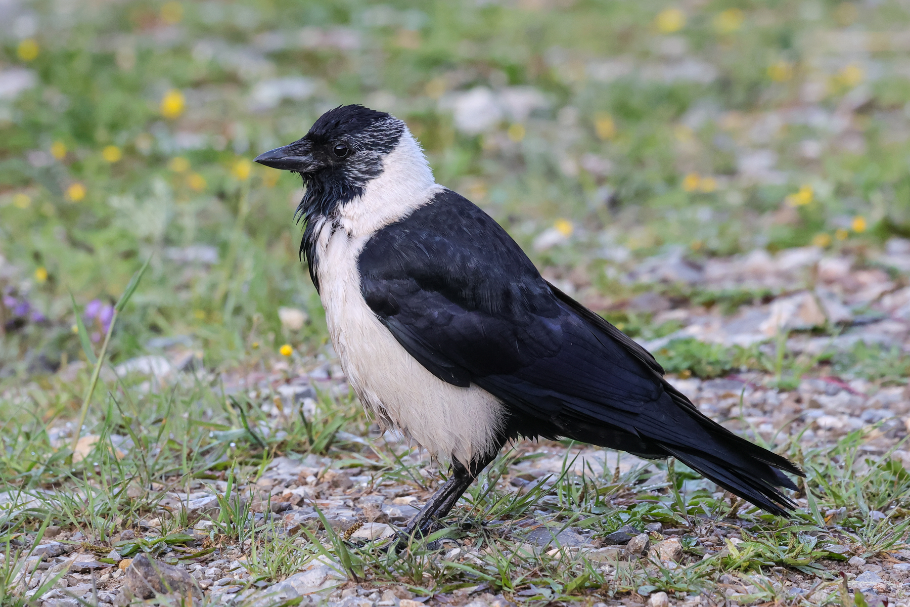 Daurian Jackdaw (image by Hannu Jännes)