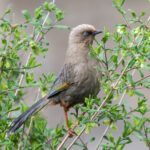 Elliot's Laughingthrush (image by Gary Howard)