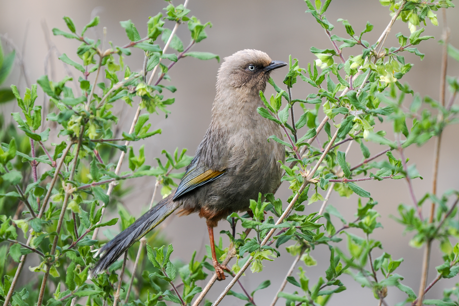 Elliot's Laughingthrush (image by Gary Howard)