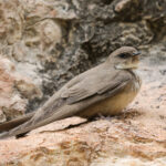 Eurasian Crag Martin (image by Hannu Jännes)