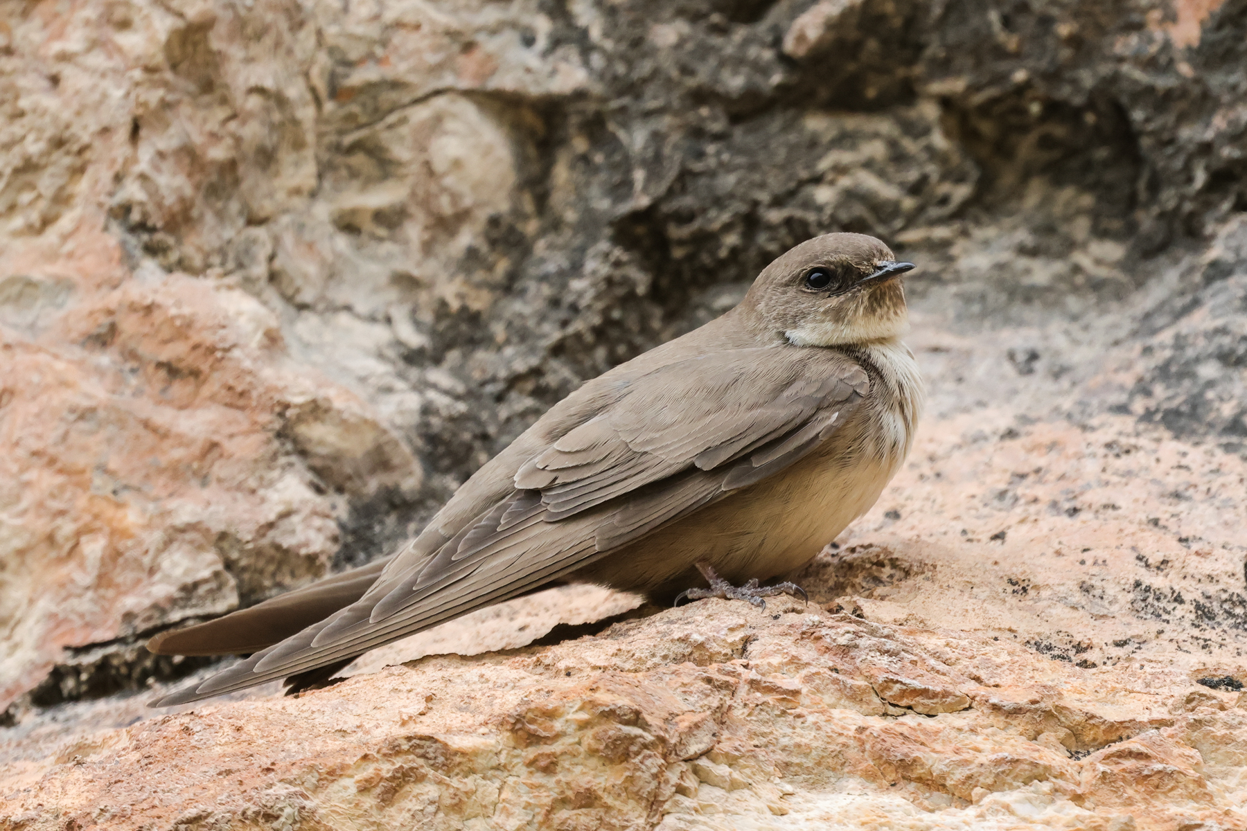 Eurasian Crag Martin (image by Hannu Jännes)