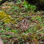 Eurasian Woodcock (image by Dave Farrow)