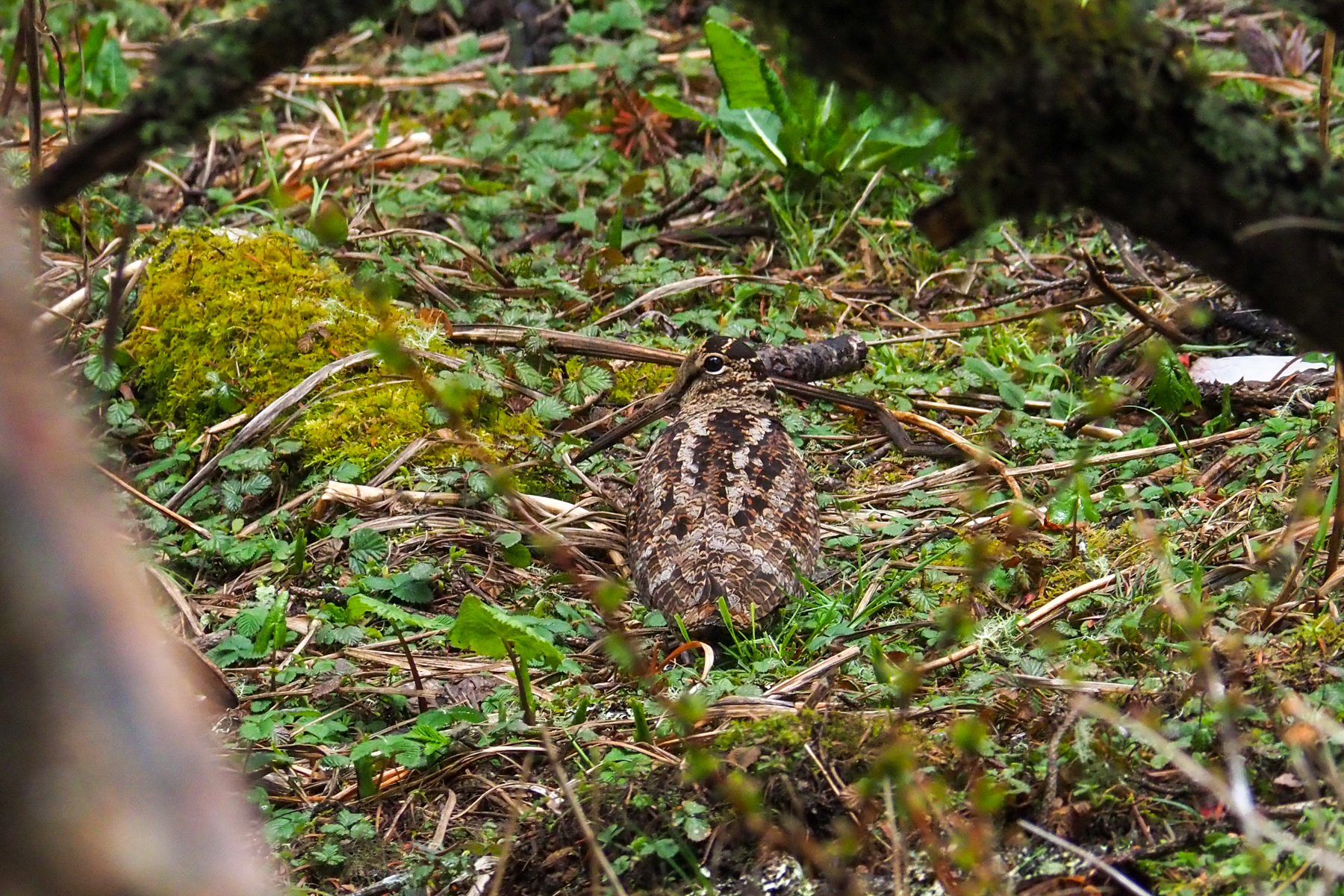 Eurasian Woodcock (image by Dave Farrow)