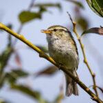 Gansu Leaf Warbler (image by Alec Gillespie)