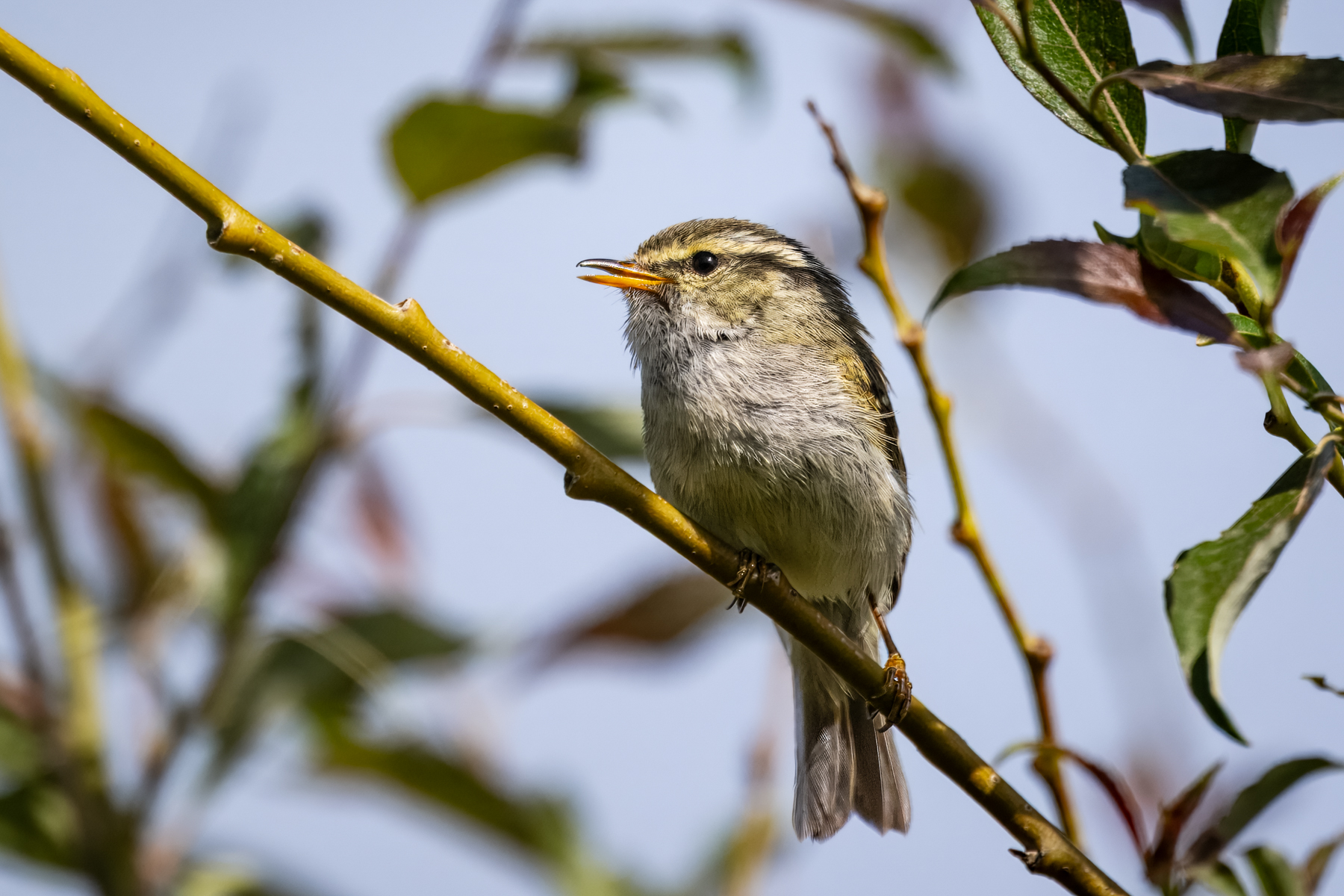 Gansu Leaf Warbler (image by Alec Gillespie)