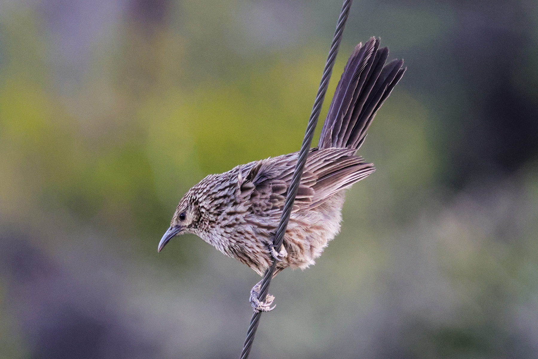Giant Babax (image by Hannu Jännes)