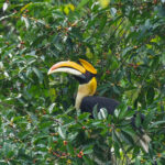 Great Hornbill (image by Dave Farrow)