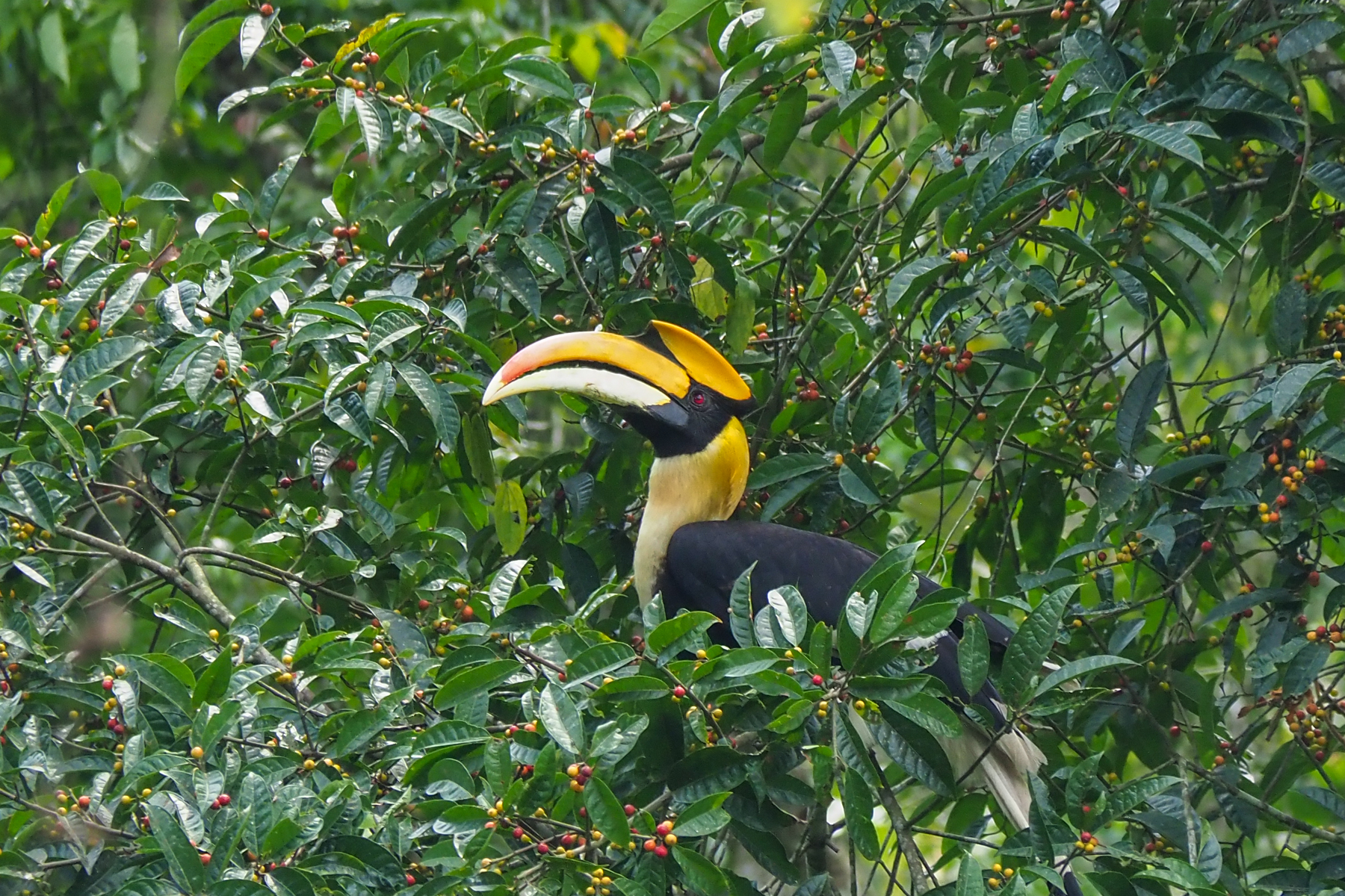 Great Hornbill (image by Dave Farrow)