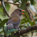 Great Parrotbill (image by Dave Farrow)