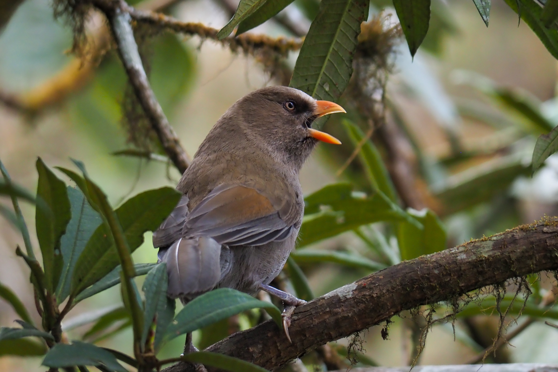 Great Parrotbill (image by Dave Farrow)