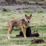 Grey Wolf (image by Gary Howard)