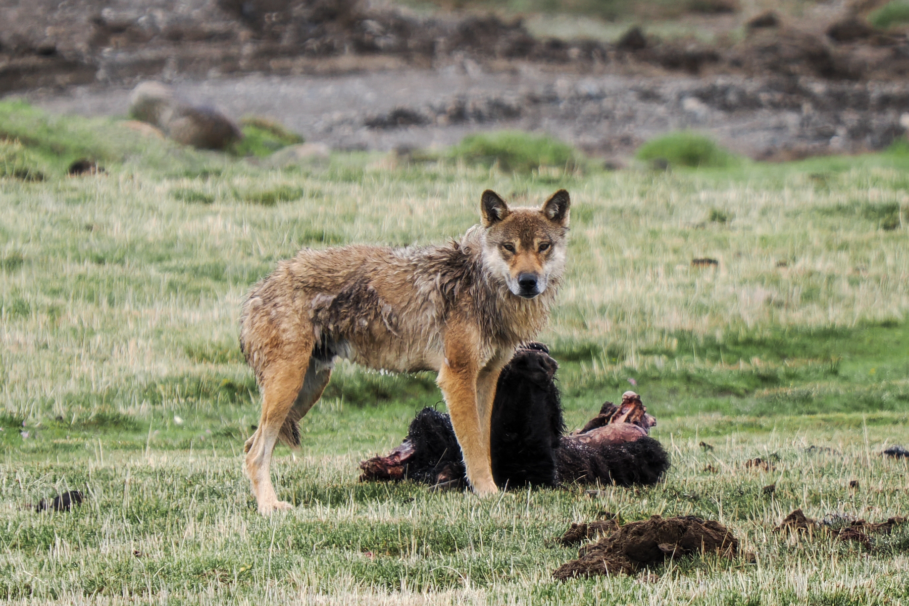 Grey Wolf (image by Gary Howard)