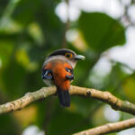 Grey-lored Broadbill (image by Dave Farrow)