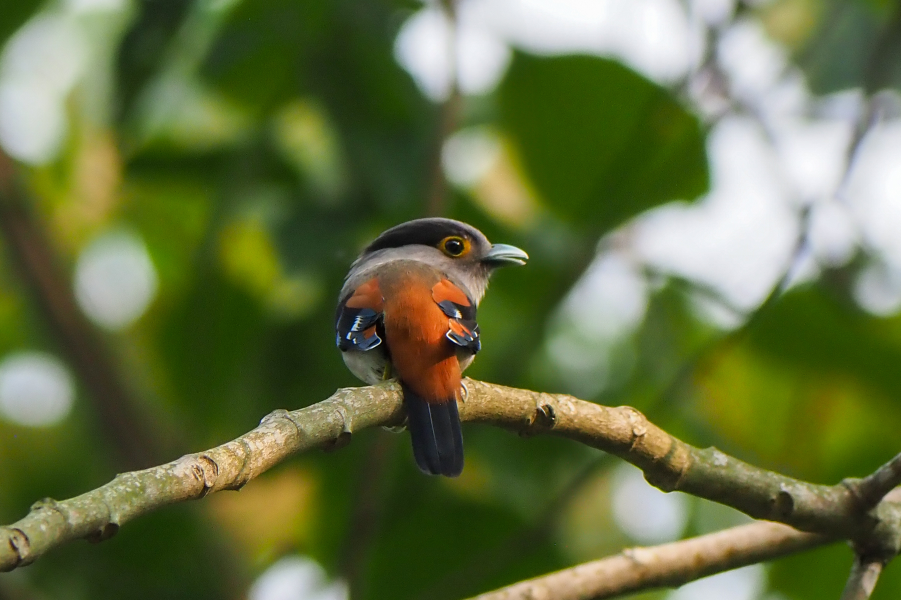 Grey-lored Broadbill (image by Dave Farrow)