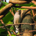 Grey-lored Broadbill (image by Dave Farrow)