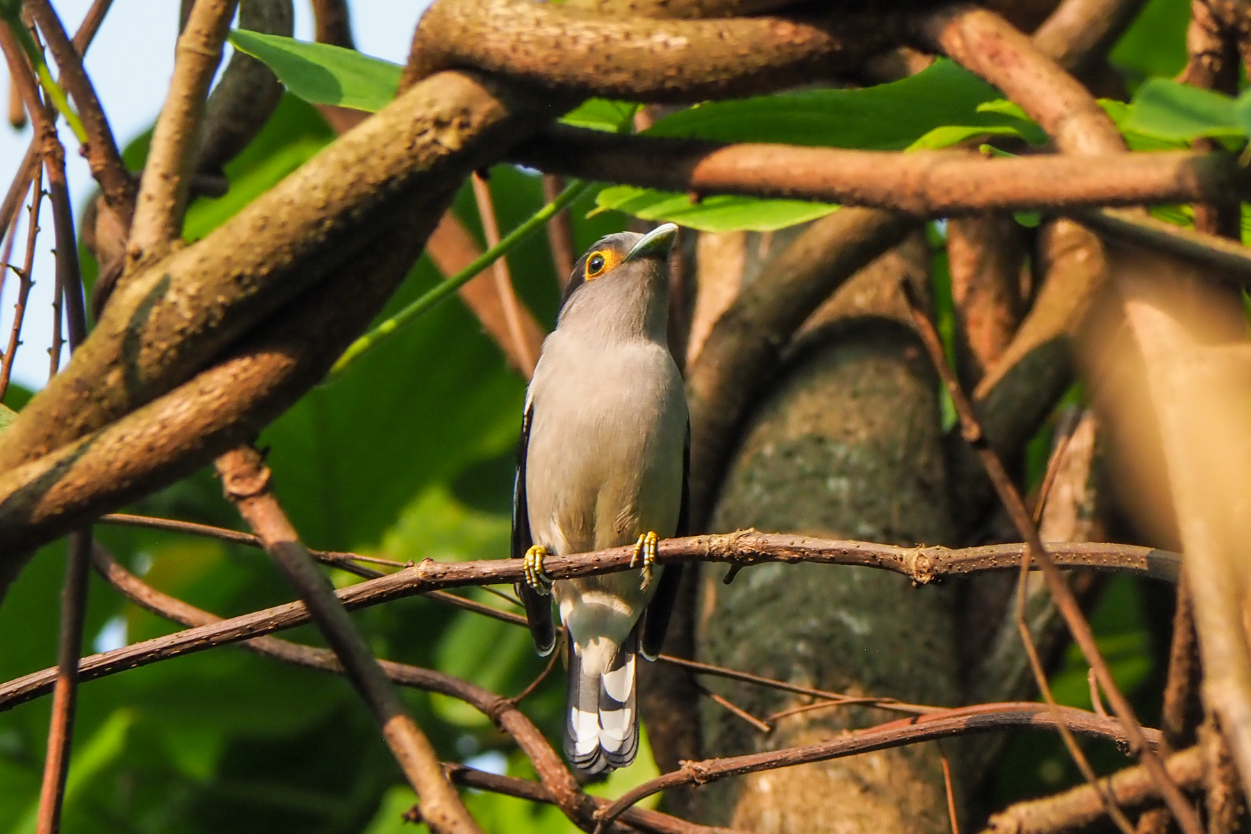 Grey-lored Broadbill (image by Dave Farrow)