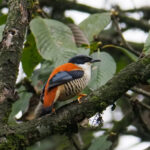Himalayan Cutia (image by Dave Farrow)