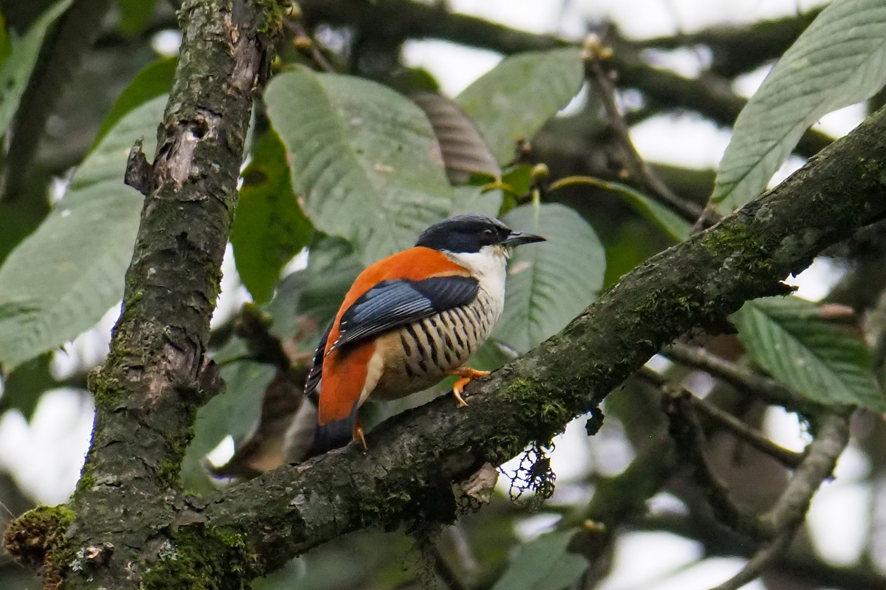 Himalayan Cutia (image by Dave Farrow)