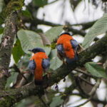 Himalayan Cutias (image by Dave Farrow)