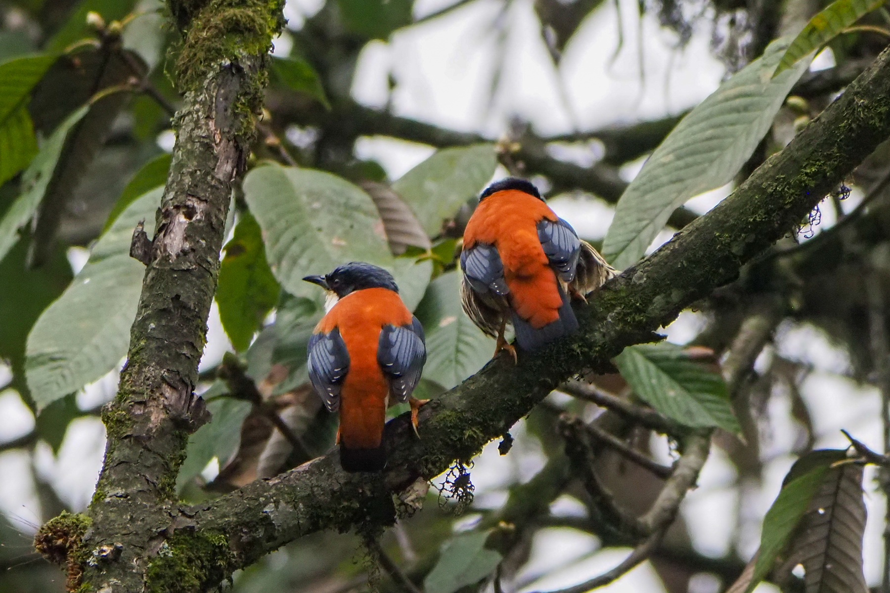 Himalayan Cutias (image by Dave Farrow)