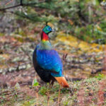 Himalayan Monal (image by Dave Farrow)