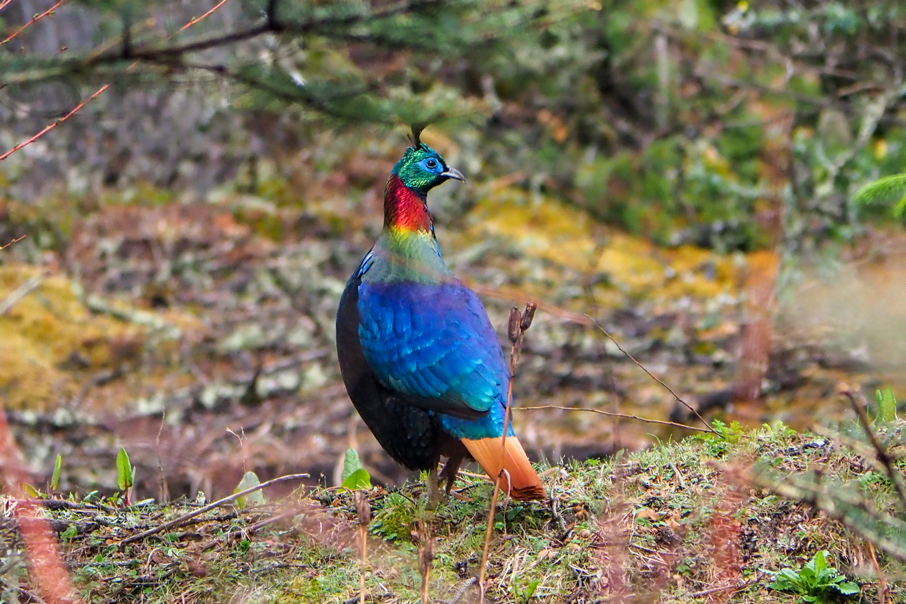 Himalayan Monal (image by Dave Farrow)
