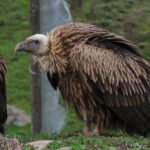 Himalayan Griffon (image by Dave Farrow)