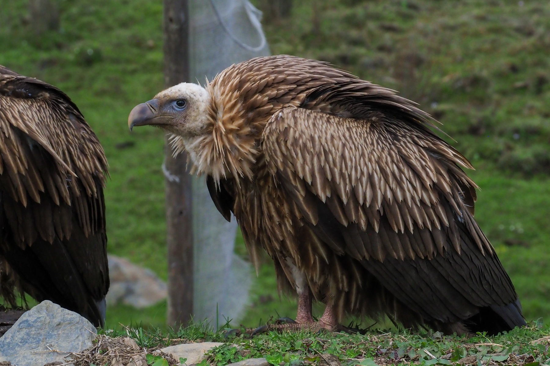 Himalayan Griffon (image by Dave Farrow)