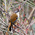 Hoary-throated Barwing (image by Dave Farrow)