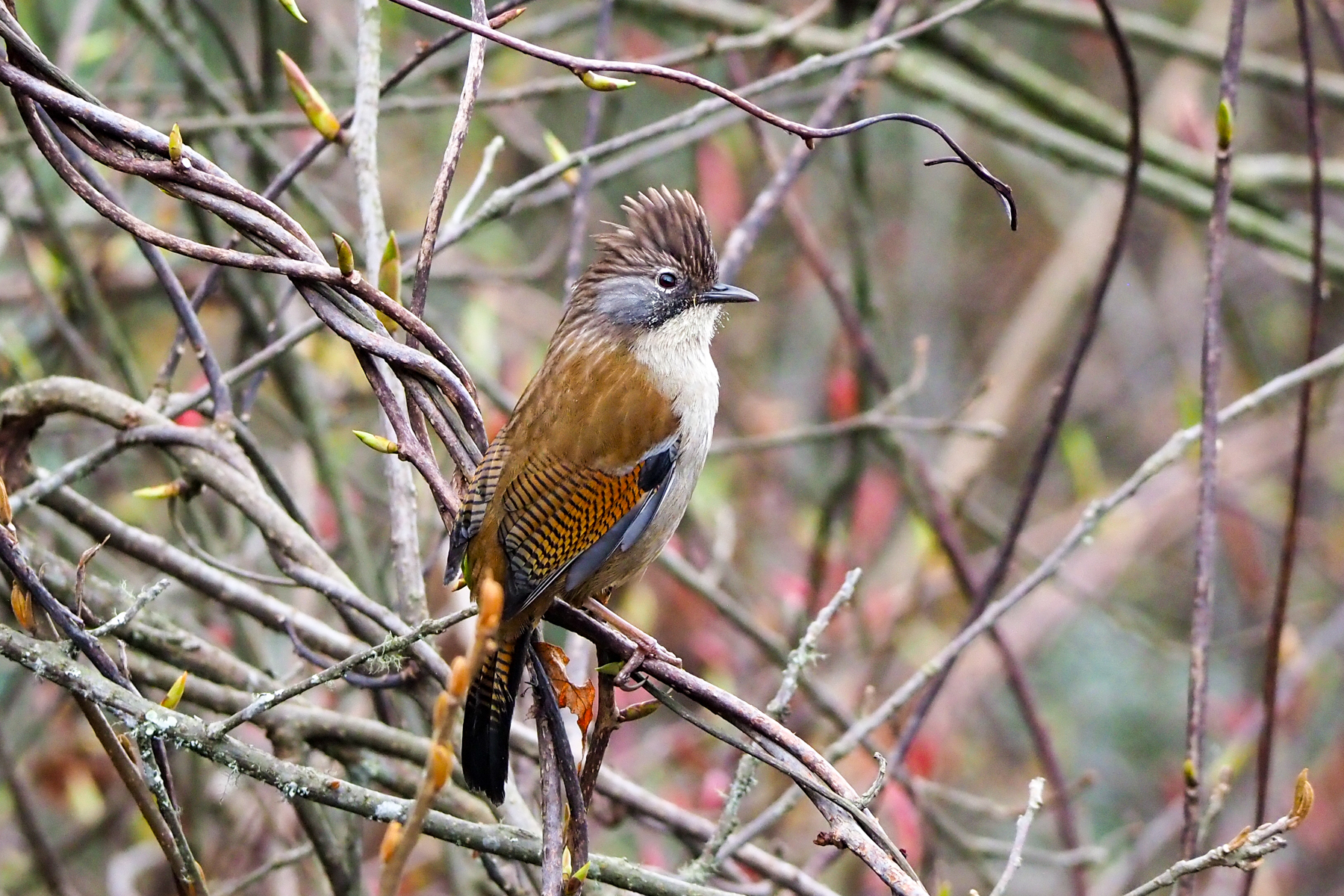 Hoary-throated Barwing (image by Dave Farrow)