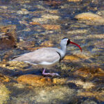 Ibisbill (image by Dave Farrow)